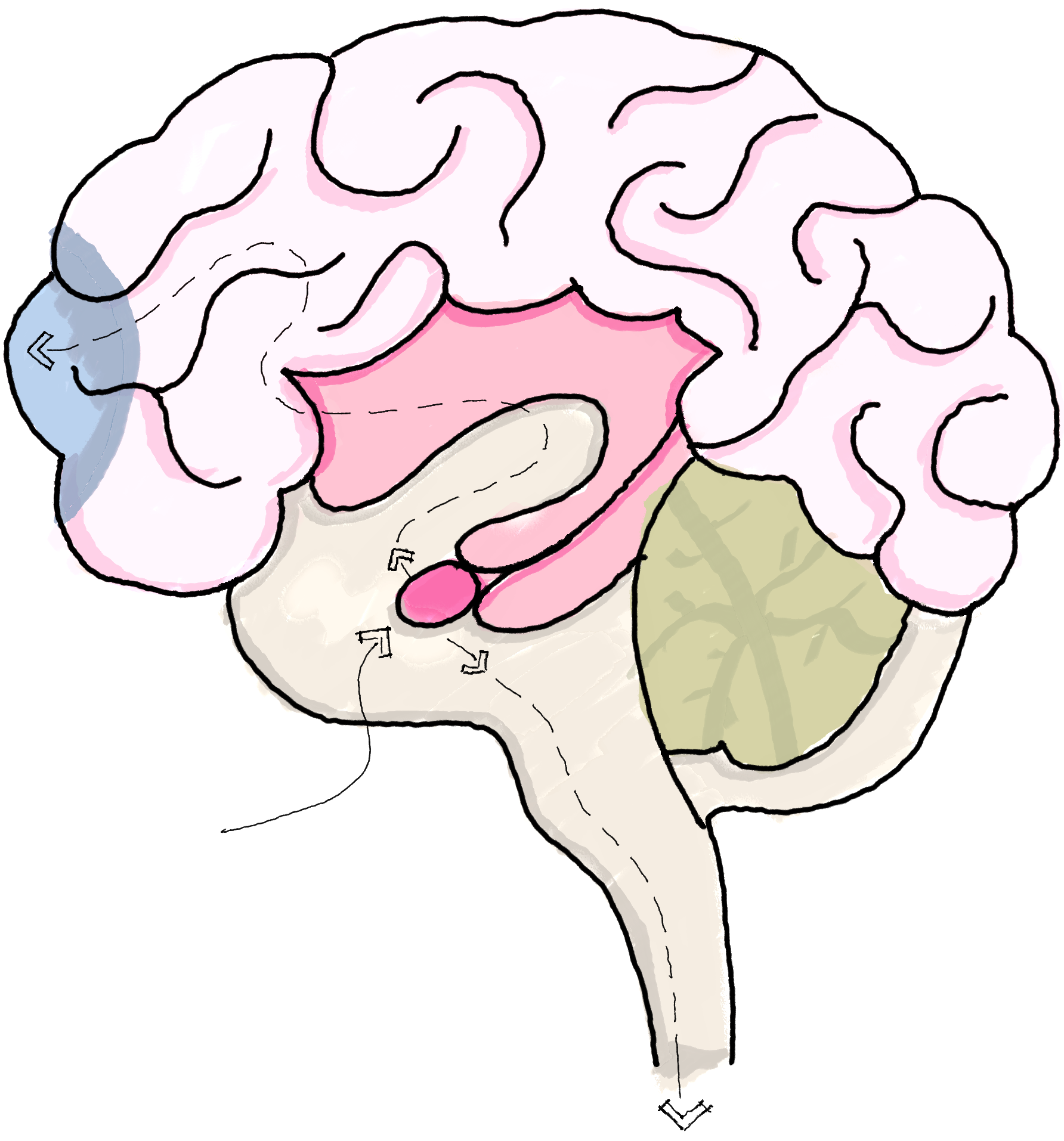 Illustration of the anxious brain, highlighting the amygdala, prefrontal cortex, and cerebellum